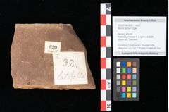 Foto (Objekt + Etikett) von Myrica lignitum (Unger) Saporta (NHMW-GEO-2024-0188-0620)